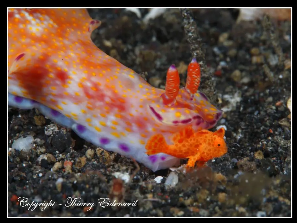 Anilao Macro Dive Media Highlight